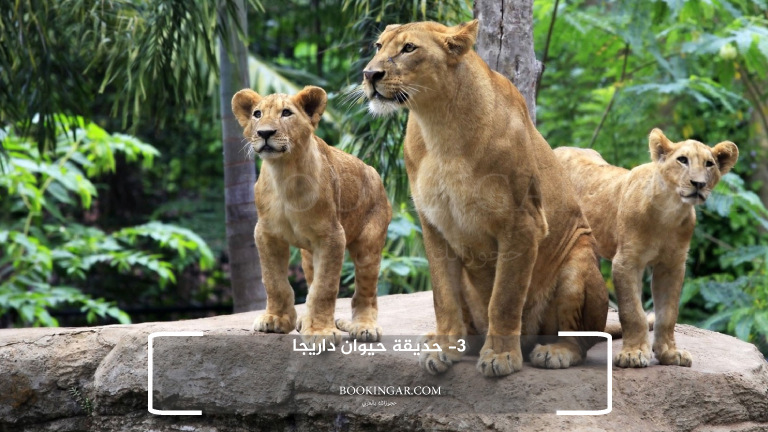 3- حديقة حيوان داريجا