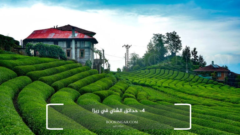 4- حدائق الشاي في ريزا