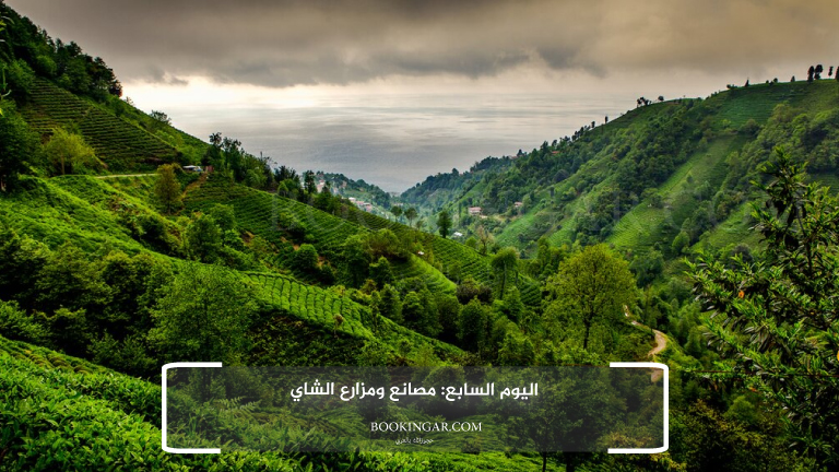 اليوم السابع: مصانع ومزارع الشاي