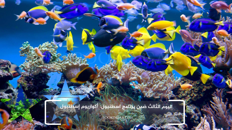 اليوم الثالث ضمن برنامج اسطنبول: أكواريوم إسطنبول